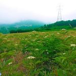 دهکده داماش