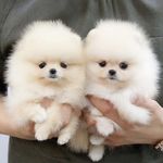 پت شاپ قلعه حیوانات