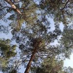 بوستان قدوسی