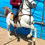 زورخانه گُردان