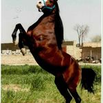 زورخانه گُردان