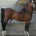 زورخانه گُردان