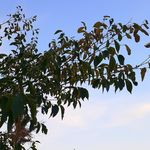 مسجد امیرالمومنین