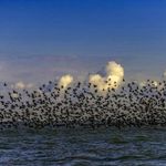 ساحل چمخاله