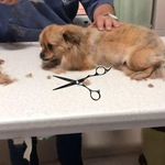 کلینیک دامپزشکی و پت شاپ لاوین