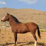 باشگاه سوارکاری امیران (آرمان نعمتی)