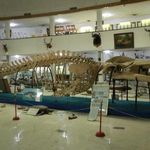 موزه تاریخ طبیعی و تکنولوژی دانشگاه شیراز
