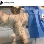 کلینیک دامپزشکی ژینا