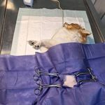 کلینیک دامپزشکی ژینا