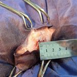 کلینیک دامپزشکی ژینا