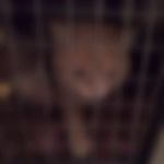 کلینیک دامپزشکی ژینا