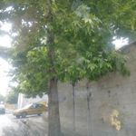 سرویس بهداشتی عمومی