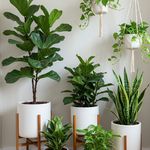 باغ گل عزیز