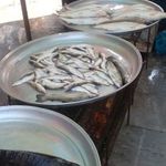 بازار ماهی فروشان لنگرود