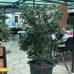 رستوران میشف