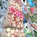 اقامتگاه گردشگری سام