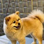 بیمارستان دامپزشکی شبانه روزی درنیکا