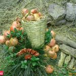 موسسه آموزش عالی روانشناسی کاربردی مدت