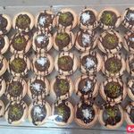 حلواسرای کاکوشیرازی بستنی سنتی و فالوده شیرازی