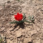 روستای دولت آباد خزاعی