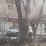 آس برگر (پروین)