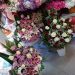 گل فرزیا
