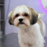 خدمات آرایشگری حیوانات خانگی عرب حلوایی