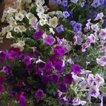 گلکده باران