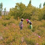 داستان لاله زار