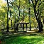 پارک جنگلی افرا