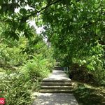 پارک جنگلی افرا