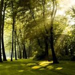 پارک جنگلی افرا