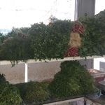سوپر میوه رنجبری