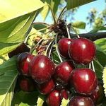 نهالستان آرش محمدپور