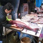 بازار ماهی فروشان کیاشهر