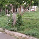 فضای سبز آزادگان