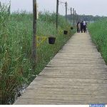 پل چوبی بندر کیاشهر