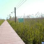 پل چوبی بندر کیاشهر