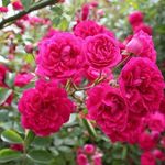 گلستان های محمدی