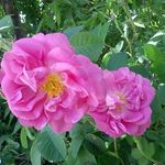 گلستان های محمدی