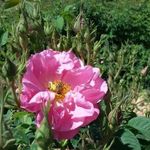 گلستان های محمدی