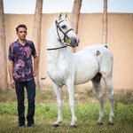 مجموعه پرورش اسب زاینده‌رود