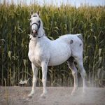 مجموعه پرورش اسب زاینده‌رود