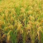 برنج طارم هاشمی فریدونکنار ارگانیک فلاح