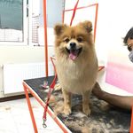 کلینیک دامپزشکی و پت‌شاپ اکسینپت اصفهان