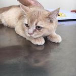 کلینیک دامپزشکی و پت‌شاپ اکسینپت اصفهان