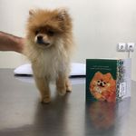 کلینیک دامپزشکی و پت‌شاپ اکسینپت اصفهان