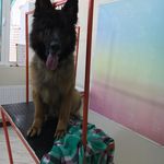 کلینیک دامپزشکی و پت‌شاپ اکسینپت اصفهان