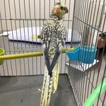 کلینیک دامپزشکی و پت‌شاپ اکسینپت اصفهان