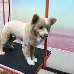 کلینیک دامپزشکی و پت‌شاپ اکسینپت اصفهان